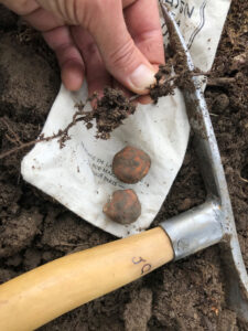 symbiosis necessary for the growth of Appalachian truffles in the roots of truffle trees