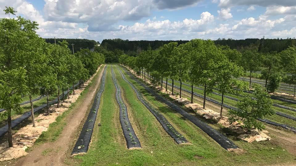 Scénario d’implantation truffière