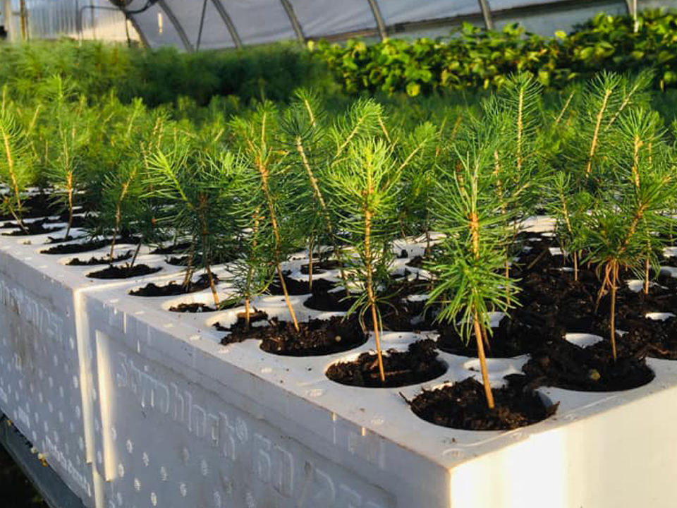 services ventes d'arbres truffiers