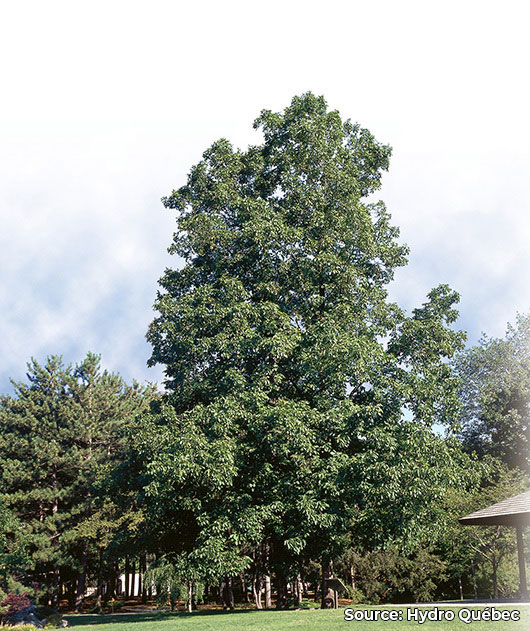 Caryer ovale | Carya ovata