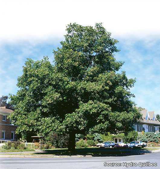 Chêne rouge | Quercus rubra