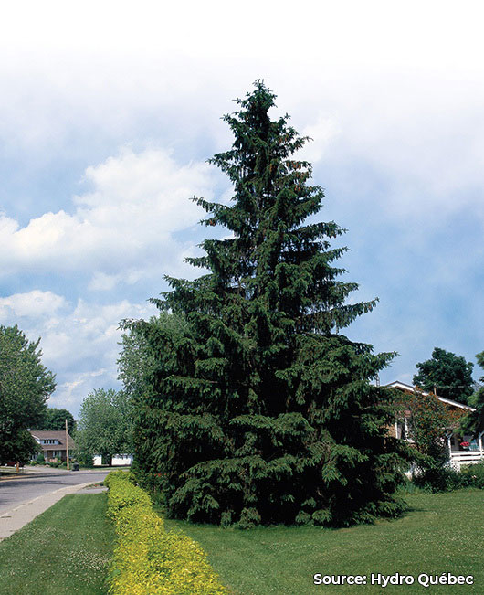 Épinette de Norvège | Picea abies