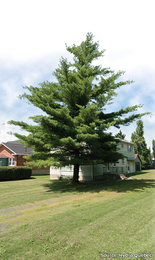 Pin blanc | Pinus strobus