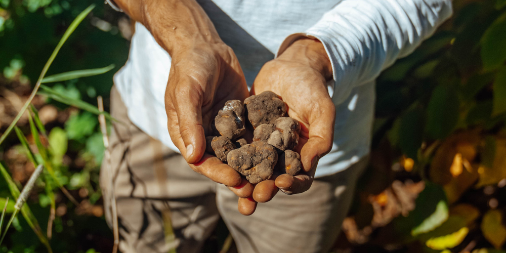 Truffes des Appalaches Truffes des Appalaches