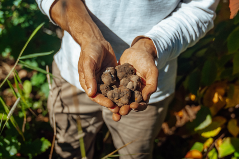 Truffes des Appalaches