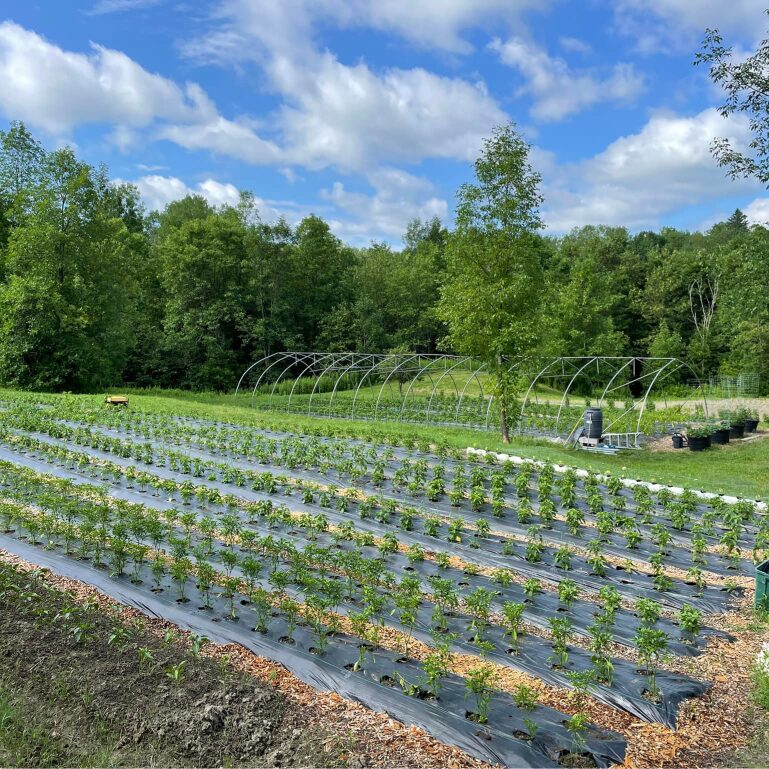 Les Maraîchers du Grand Bellechasse