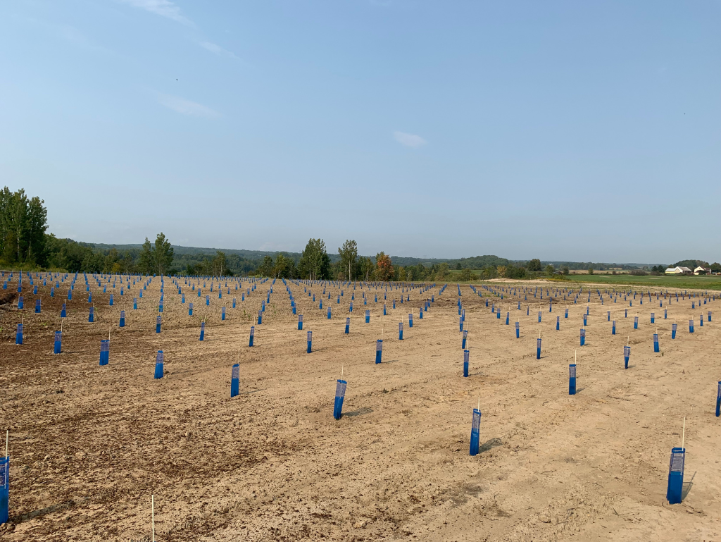 Les Maraîchers du Grand Bellechasse