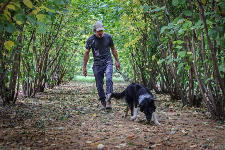 Photo: Marie-France Coallier Le Devoir Jérôme Quirion, copropriétaire de Truffes Québec, part à la recherche des truffes avec sa chienne Taouk.
