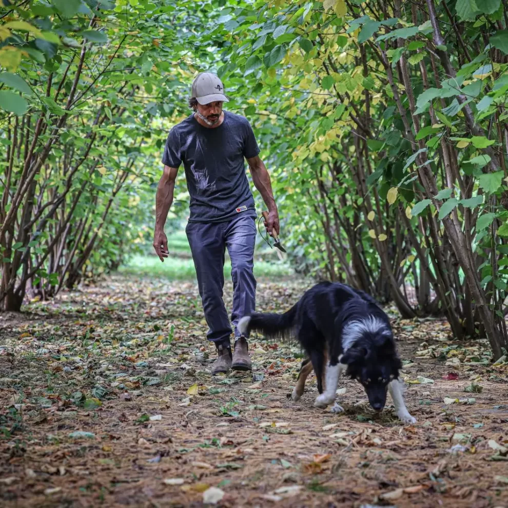 Photo: Marie-France Coallier Le Devoir Jérôme Quirion, copropriétaire de Truffes Québec, part à la recherche des truffes avec sa chienne Taouk.