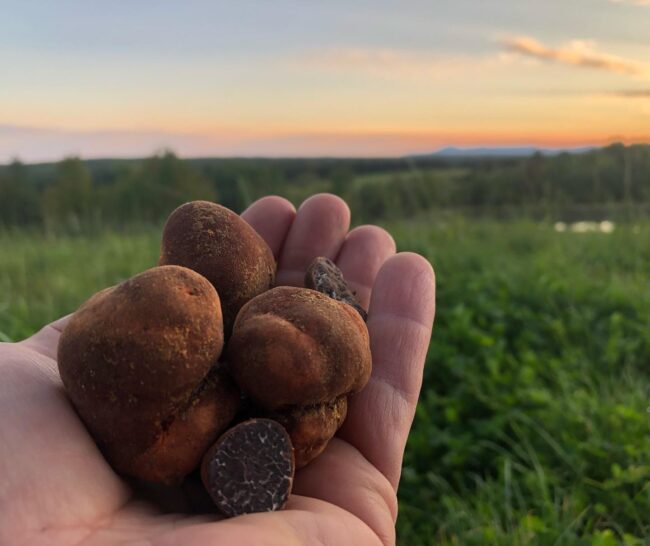 Truffe des Appalaches Québec